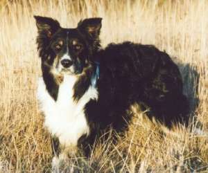 Dusty stehendI300 02-02.jpg